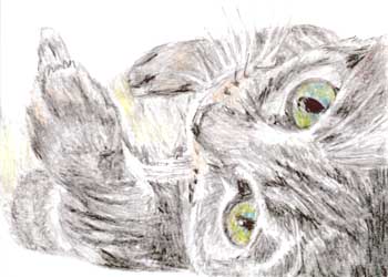 Belly Up Cathy Hauri Clinton WI colored pencil   SOLD